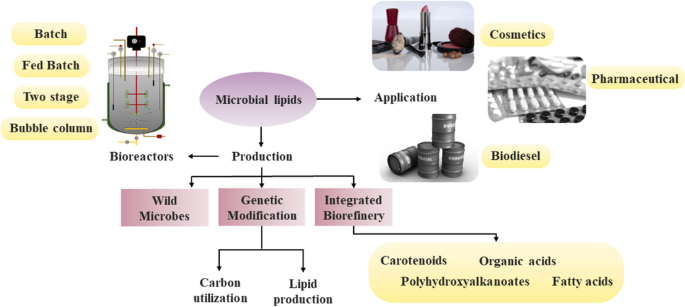 A comprehensive review on enhanced production of microbial lipids for  high-value applications | SpringerLink