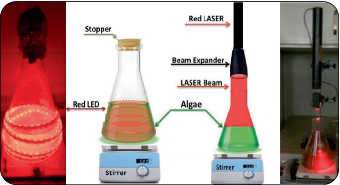 Photobiostimulation of green microalga Chlorella sorokiniana using He–Ne  red laser radiation for increasing biodiesel production | SpringerLink