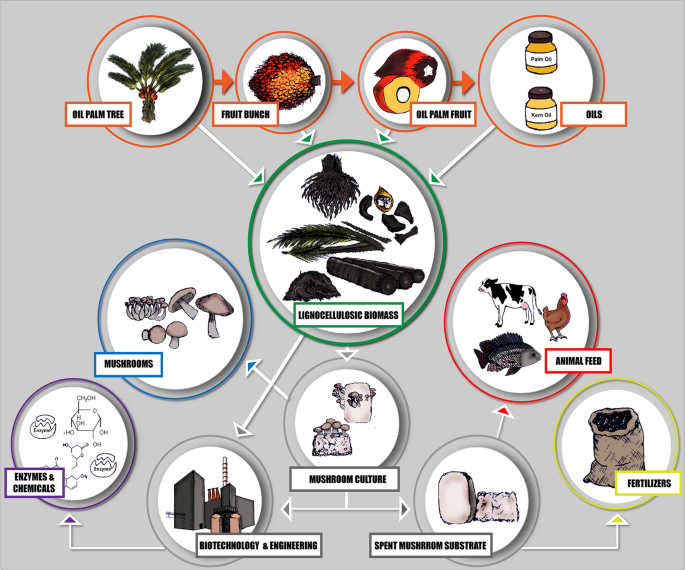 Biotechnological Valorization Of Lignocellulosic Residues From The Oil Palm Industry Status And Perspectives Springerlink