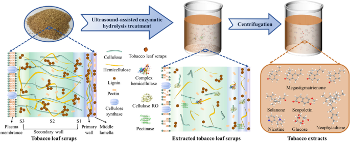 Ultrasound-assisted enzymatic hydrolysis of tobacco leaf scraps for  enhanced utilization of aromatic components | Biomass Conversion and  Biorefinery