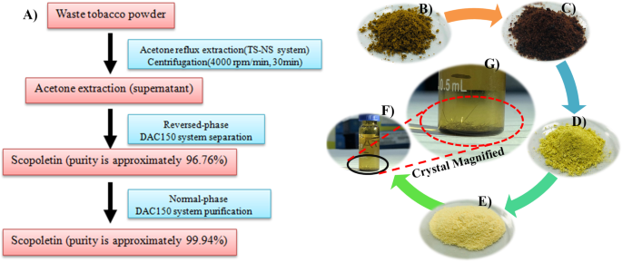 Large-scale isolation of scopoletin from Nicotiana tabacum | Biomass  Conversion and Biorefinery