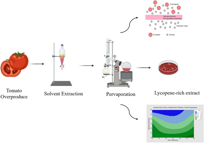 Extraction And Production Process Of Lycopene Powder From Tomato Extract