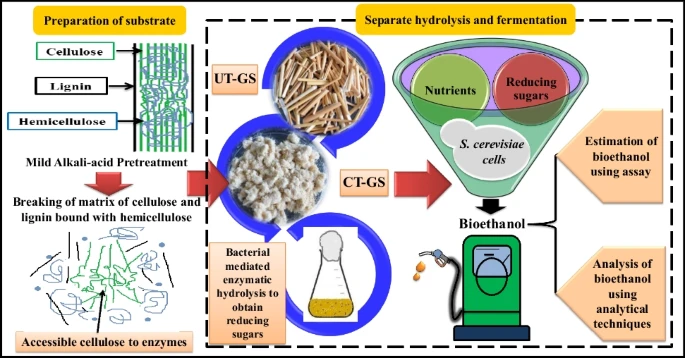 A multi‐step schematic diagram illustrating bioethanol production from lignocellulosic biomass. The left panel shows the plant cell wall with labeled cellulose, lignin, and hemicellulose; a mild alkali–acid pretreatment arrow leads to disruption of the matrix and exposes cellulose to enzymes. In the center, two circular images depict UT‑GS biomass (raw straw) and CT‑GS biomass (white pulp), with a flask icon below representing bacterial enzymatic hydrolysis to generate reducing sugars. The right panel, enclosed by a dashed border and titled “Separate hydrolysis and fermentation,” shows a funnel divided into two compartments (nutrients and reducing sugars) feeding Saccharomyces cerevisiae cells, which produce bioethanol in a green fermentation vessel. Side arrows indicate subsequent estimation of bioethanol via assay and its analysis using analytical techniques.