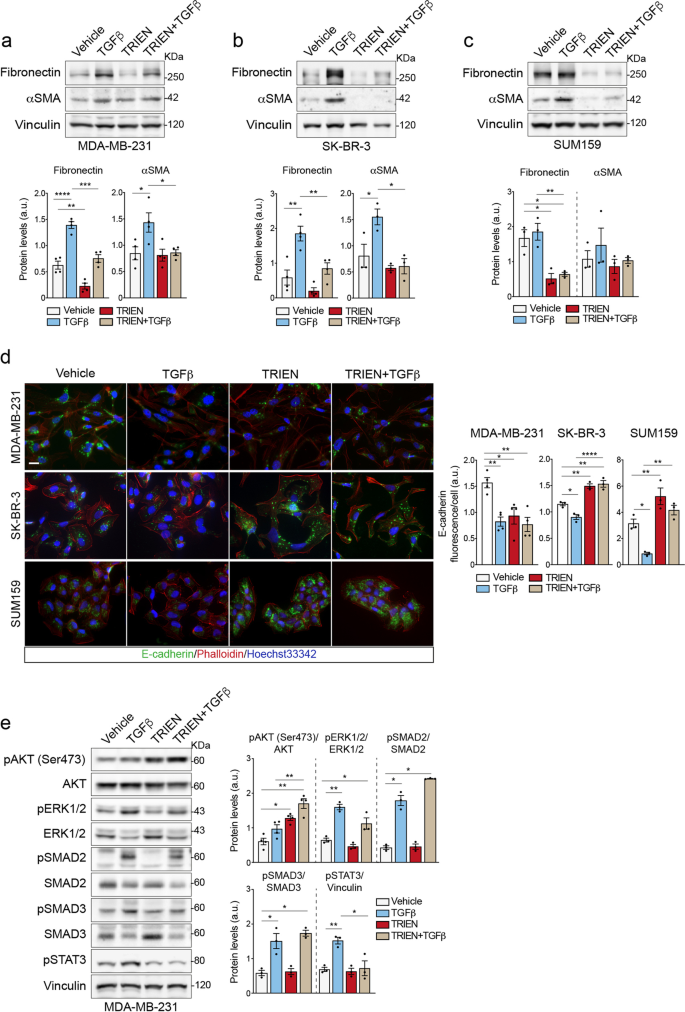 Fra-1/AP-1 induces EMT in mammary epithelial cells by modulating Zeb1/2 and  TGFβ expression