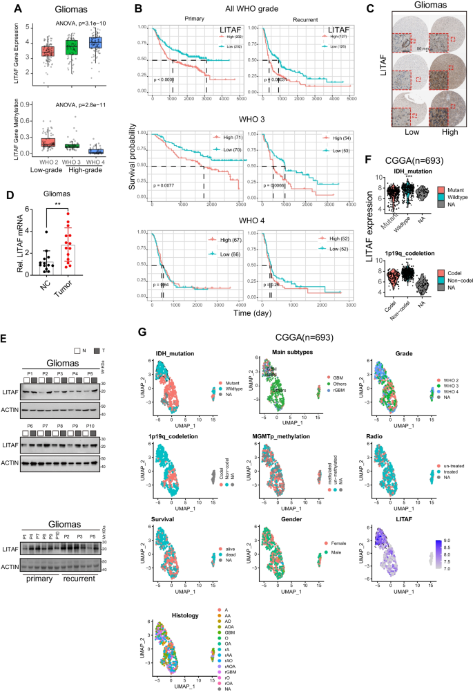 Kavain ablates the radio-resistance of IDH-wildtype glioblastoma by  targeting LITAF/NF-κB pathway | SpringerLink