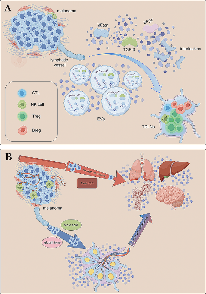 Metabolic insights into tumor lymph node metastasis in melanoma | Cellular  Oncology