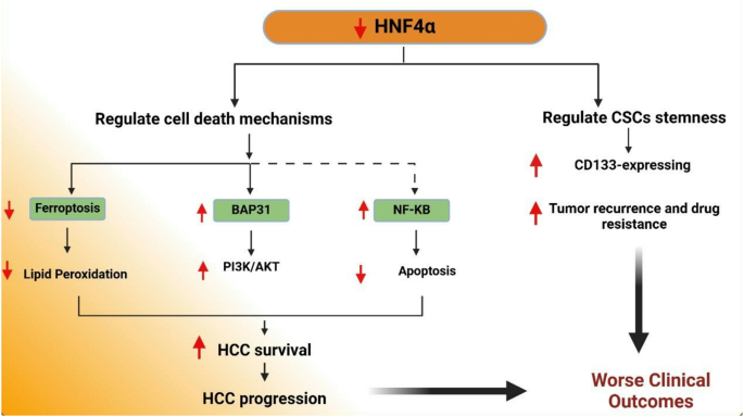 Hepatocyte nuclear factor 4-Alpha: a key regulator in liver ...