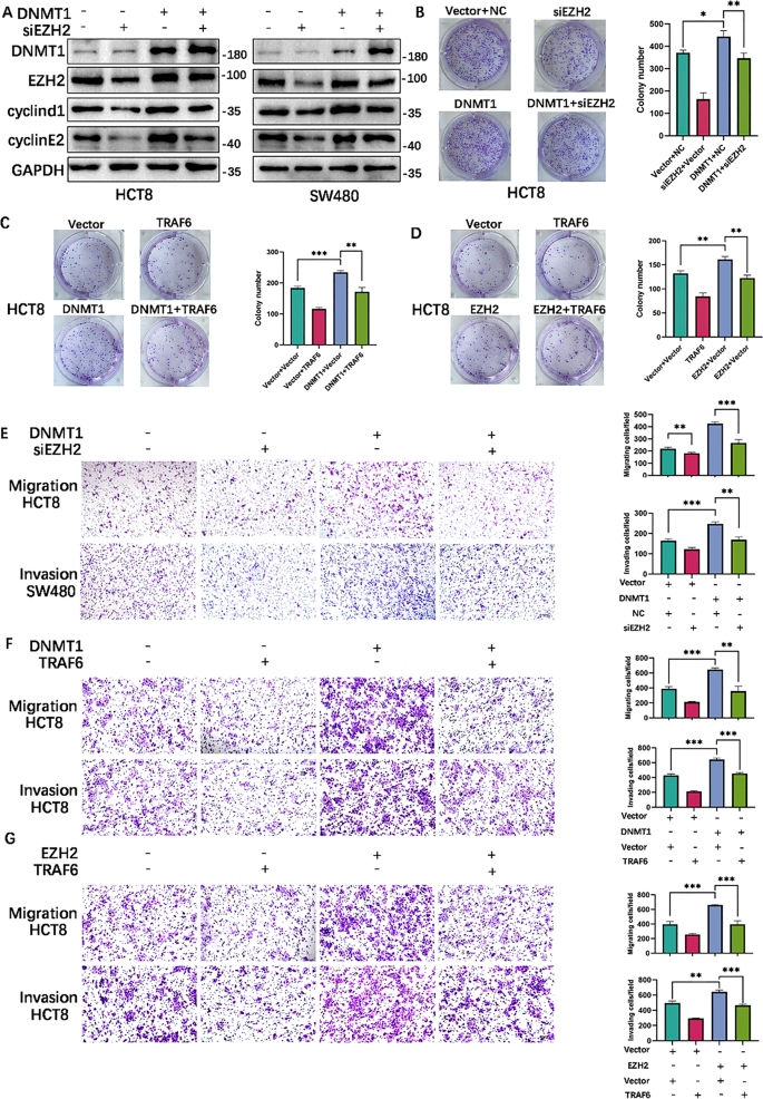 Decitabine promotes degradation of DNMT1 and EZH2 via the ...