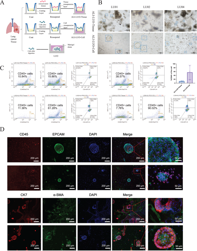 Optimized patient-derived lung cancer organoids recapitulating the ...