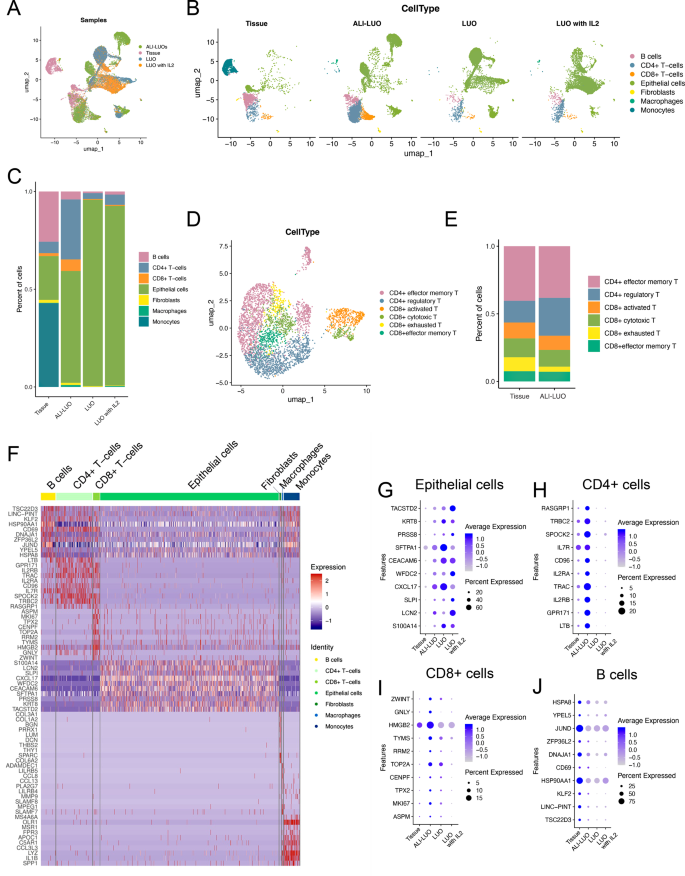 Optimized patient-derived lung cancer organoids recapitulating the ...