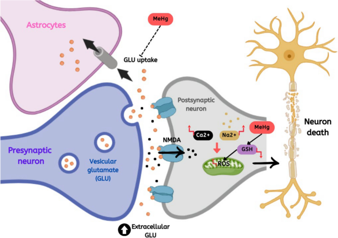 Mercury-mediated neurological diseases: insight into molecular mechanisms, mutant proteins, and structure-based therapeutic inhibitors | Toxicology and Environmental Health Sciences | Springer Nature Link Mercury-mediated neurological diseases: insight into molecular mechanisms, mutant proteins, and structure-based therapeutic inhibitors | Toxicology and Environmental Health Sciences | Springer Nature Link