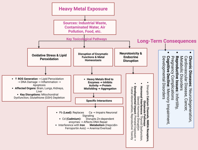 Modern perspectives on chelation therapy: optimizing biochemical approaches  to heavy metal detoxification | Toxicology and Environmental Health  Sciences | Springer Nature Link