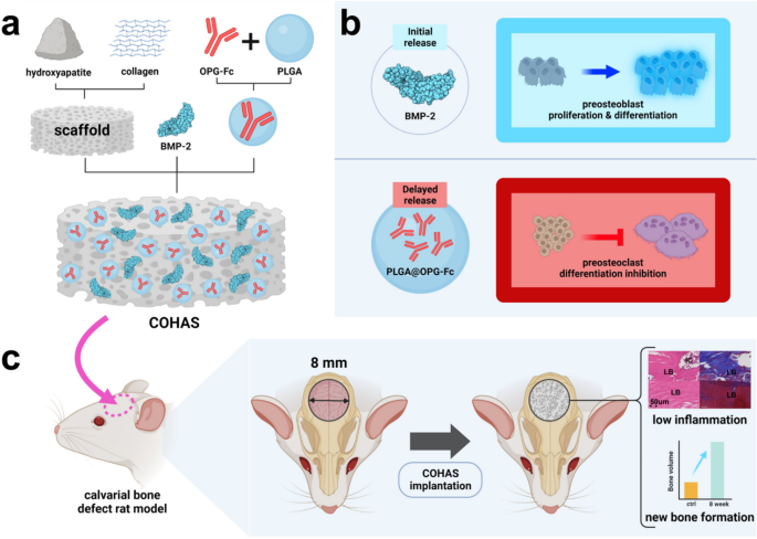 Synergistic bone regeneration through sequential dual-drug delivery ...