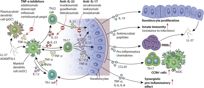 Interleukin 17 And Interleukin 23 A Narrative Review Of Mechanisms Of Action In Psoriasis And Associated Comorbidities Springerlink