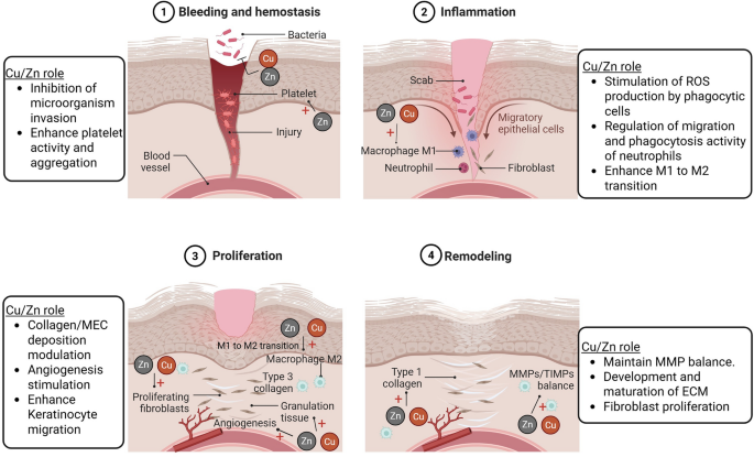 collagen production in skin diagram copper effect