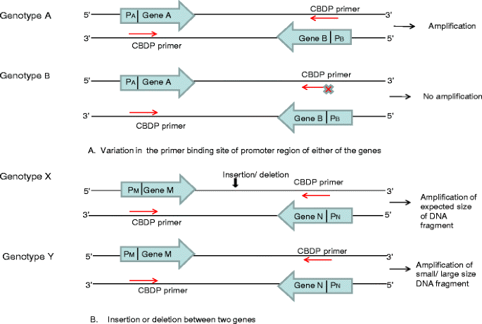CAAT box- derived polymorphism (CBDP): a novel promoter -targeted molecular  marker for plants | SpringerLink