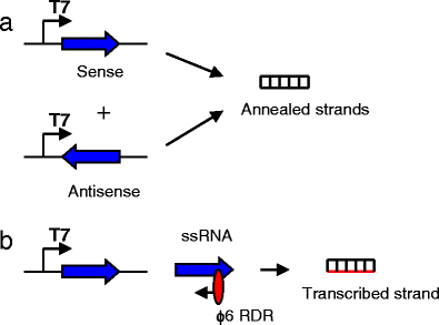 Double Stranded Rna Expression And Its Topical Application For Non Transgenic Resistance To Plant Viruses Springerlink