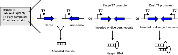 Double Stranded Rna Expression And Its Topical Application For Non Transgenic Resistance To Plant Viruses Springerlink