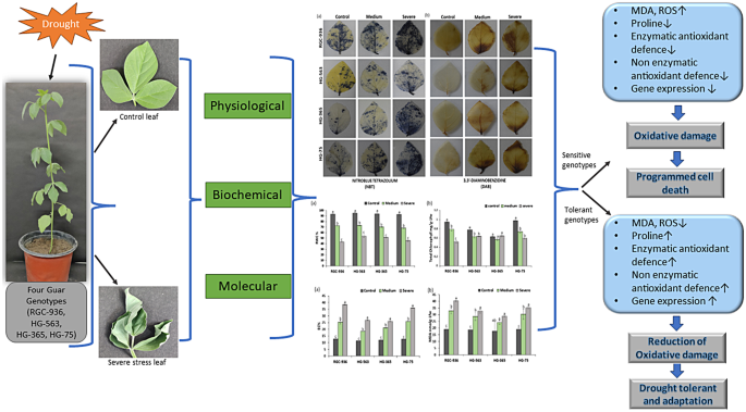 Delineating the response of antioxidant enzymes comparatively in four ...