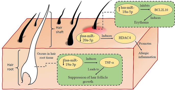 Current insight into the functions of microRNAs in common human hair loss  disorders: a mini review | SpringerLink