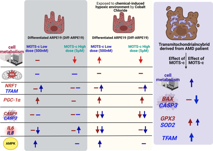 mots-c vs aod9604 AOD9604 The FDA Peptide Regulations Explained: