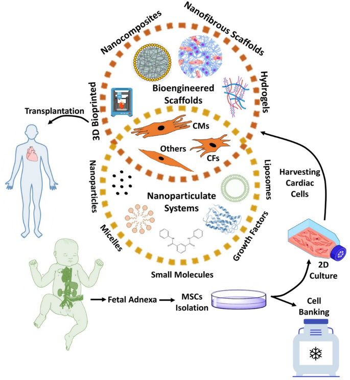 Fetal adnexa-derived allogeneic mesenchymal stem cells for cardiac  regeneration: the future trend of cell-based therapy for age-related  adverse conditions | Human Cell | Springer Nature Link