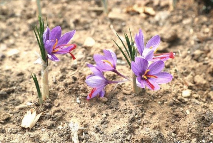 Saffron Crocus Sativus L Gold Of The Spices A Comprehensive Review Springerlink