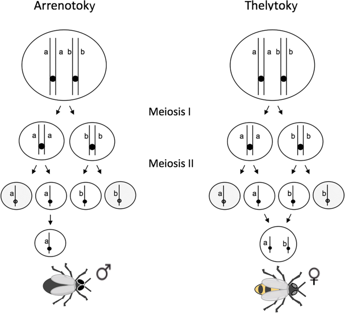 parthenogenesis in bees
