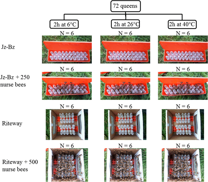 Effect Of Shipping Boxes Attendant Bees And Temperature On Honey Bee Queen Sperm Quality Apis Mellifera Springerlink