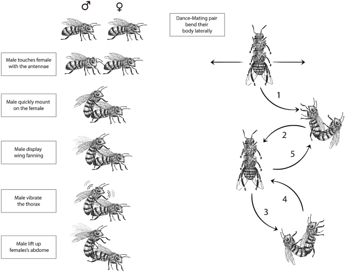 Mating behaviour of the large-head resin bee Heriades truncorum  (Megachilidae: Osminii) suggests female plastic strategy in selection of a  mating partner and male quality assessment | SpringerLink