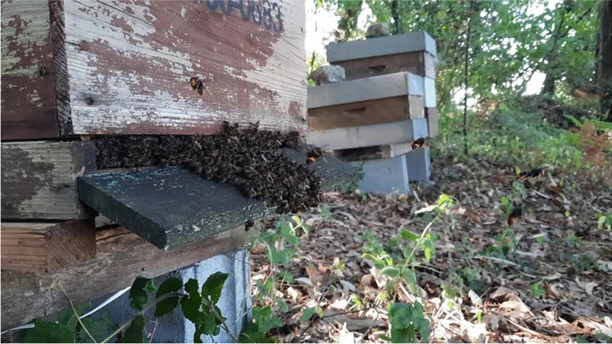 Honey bees defending the entrance of the hive during V. velutina attack.