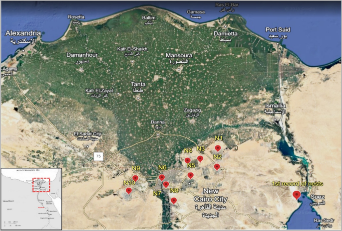 The invasion of the red dwarf honey bee (Apis florea) in Egypt ...