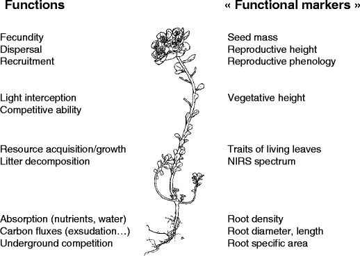 A Trait Based Approach To Comparative Functional Plant Ecology Concepts Methods And Applications For Agroecology A Review Springerlink