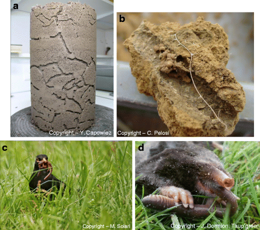 Pesticides And Earthworms A Review Springerlink