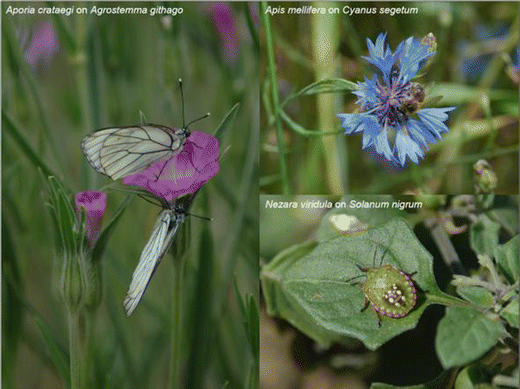 Agroecological Weed Control Using A Functional Approach A Review Of Cropping Systems Diversity Springerlink