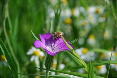 Weed-insect pollinator networks as bio-indicators of ecological  sustainability in agriculture. A review | SpringerLink