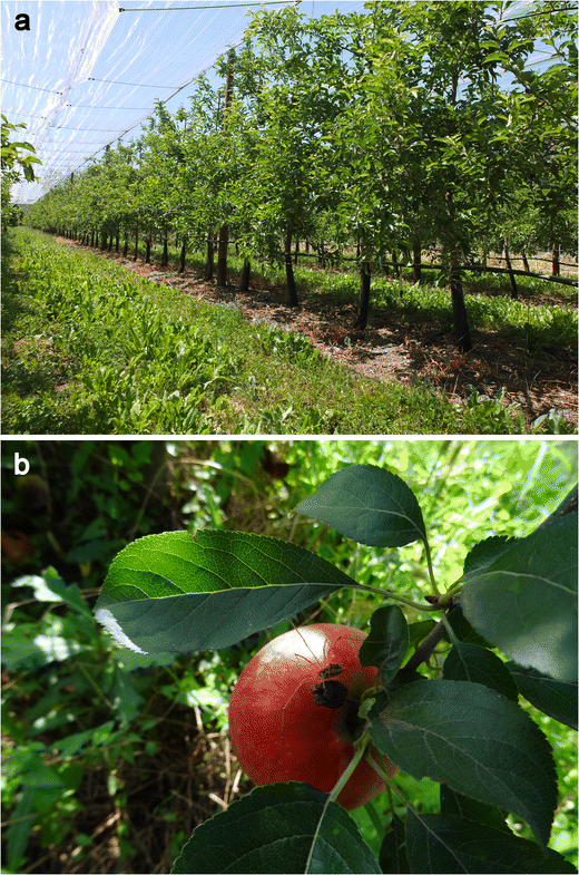الآليات الجزيئية مراجعة اضطرابات ثمار التفاح