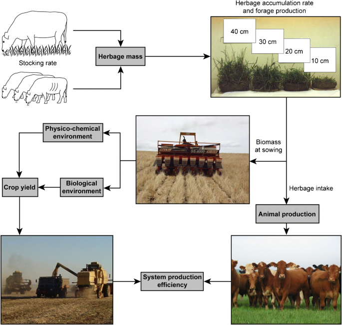 Optimizing forage allowance for productivity and weed management in  integrated crop-livestock systems | SpringerLink