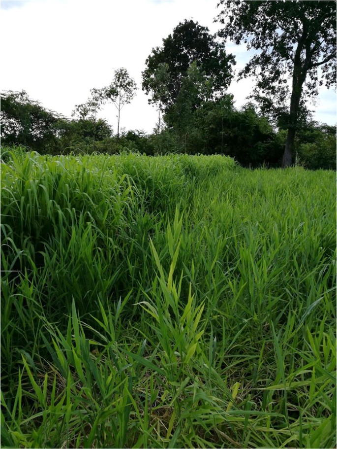 Urochloa brizantha - Tropical Forages