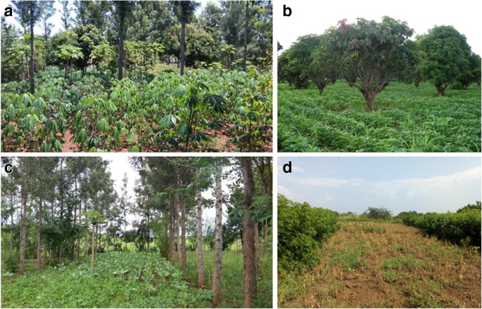 Sub Saharan Africa A Meta Ysis, Four Seasons Tree Service 038 Landscaping Inc Common