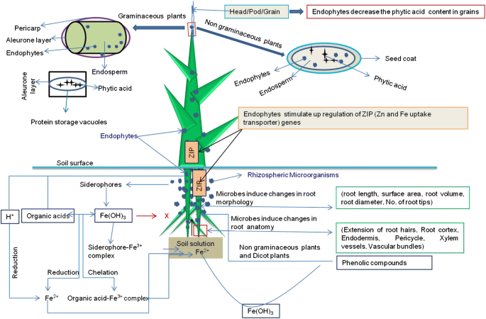 Potential Of Microbes In The Biofortification Of Zn And Fe In Dietary Food Grains A Review Springerlink
