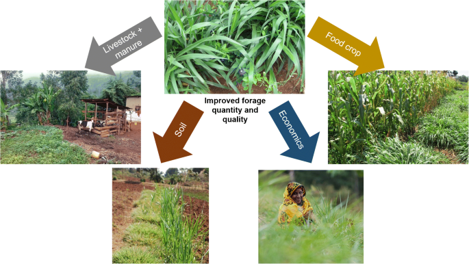 Tropical forage technologies can deliver multiple benefits in Sub-Saharan Africa. A meta-analysis | SpringerLink Tropical forage technologies can deliver multiple benefits in Sub-Saharan Africa. A meta-analysis | SpringerLink