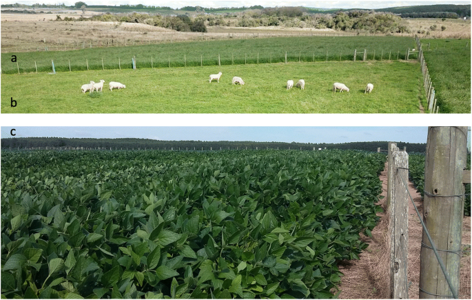 Integrated crop-livestock system with system fertilization approach  improves food production and resource-use efficiency in agricultural lands  | SpringerLink