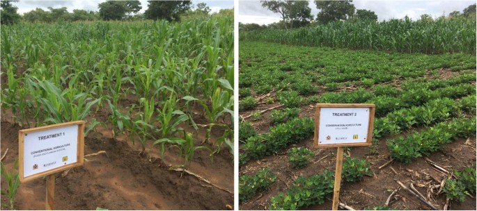 Bridging the disciplinary gap in conservation agriculture research ...