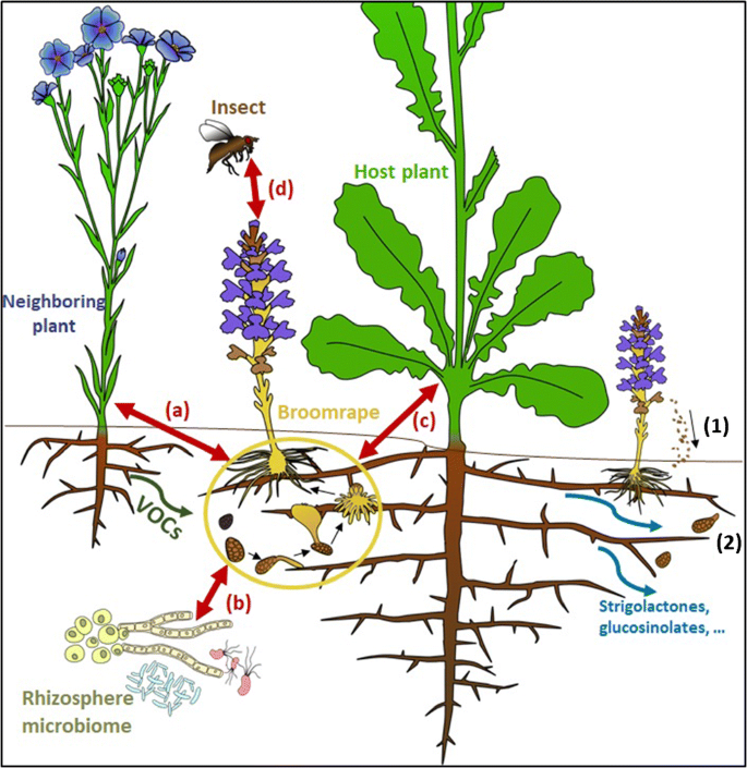 Main drivers of broomrape regulation. A review | SpringerLink