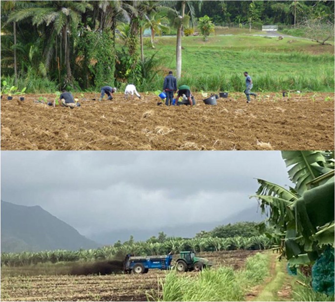 Work organization as a barrier to crop–livestock integration practices: a case study in Guadeloupe | SpringerLink Work organization as a barrier to crop–livestock integration practices: a case study in Guadeloupe | SpringerLink