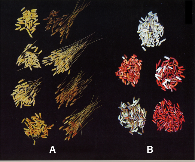 Red Rice Invasive Emergence of invasive weedy rice in Southeast Asia. A review | Agronomy ...
