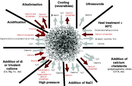 calcium caseinate structure