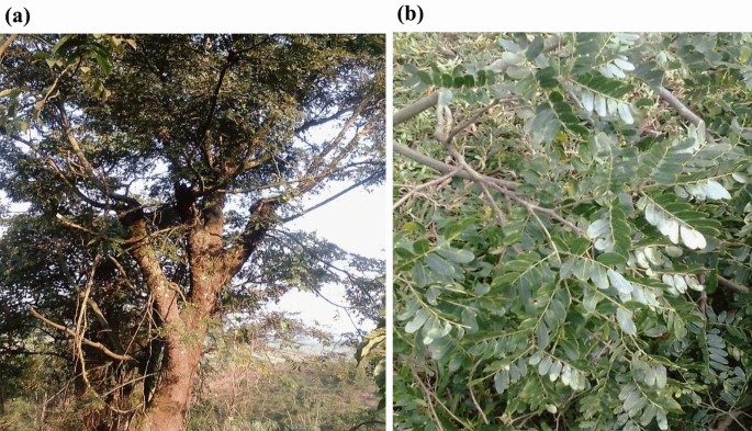 Albizia Coriaria Welw Ex Oliver A Review Of Its Ethnobotany Phytochemistry And Ethnopharmacology Springerlink Albizia Coriaria Welw Ex Oliver A Review Of Its Ethnobotany Phytochemistry And Ethnopharmacology Springerlink
