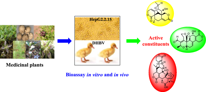 The Progress Of Anti Hbv Constituents From Medicinal Plants In China Springerlink The Progress Of Anti Hbv Constituents From Medicinal Plants In China Springerlink